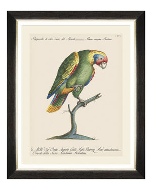 Parrots of Brasil IX