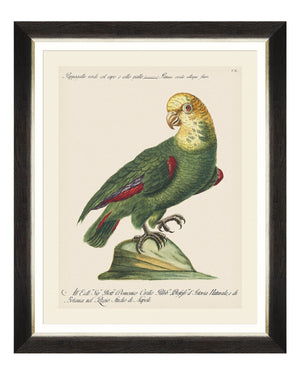 SHOP THE SET: Parrots of Brasil Print Set