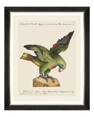 SHOP THE SET: Parrots of Brasil Print Set
