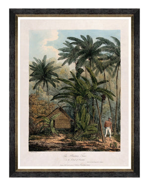 SHOP THE SET: Trees of Krakatoa - The Fan Palm