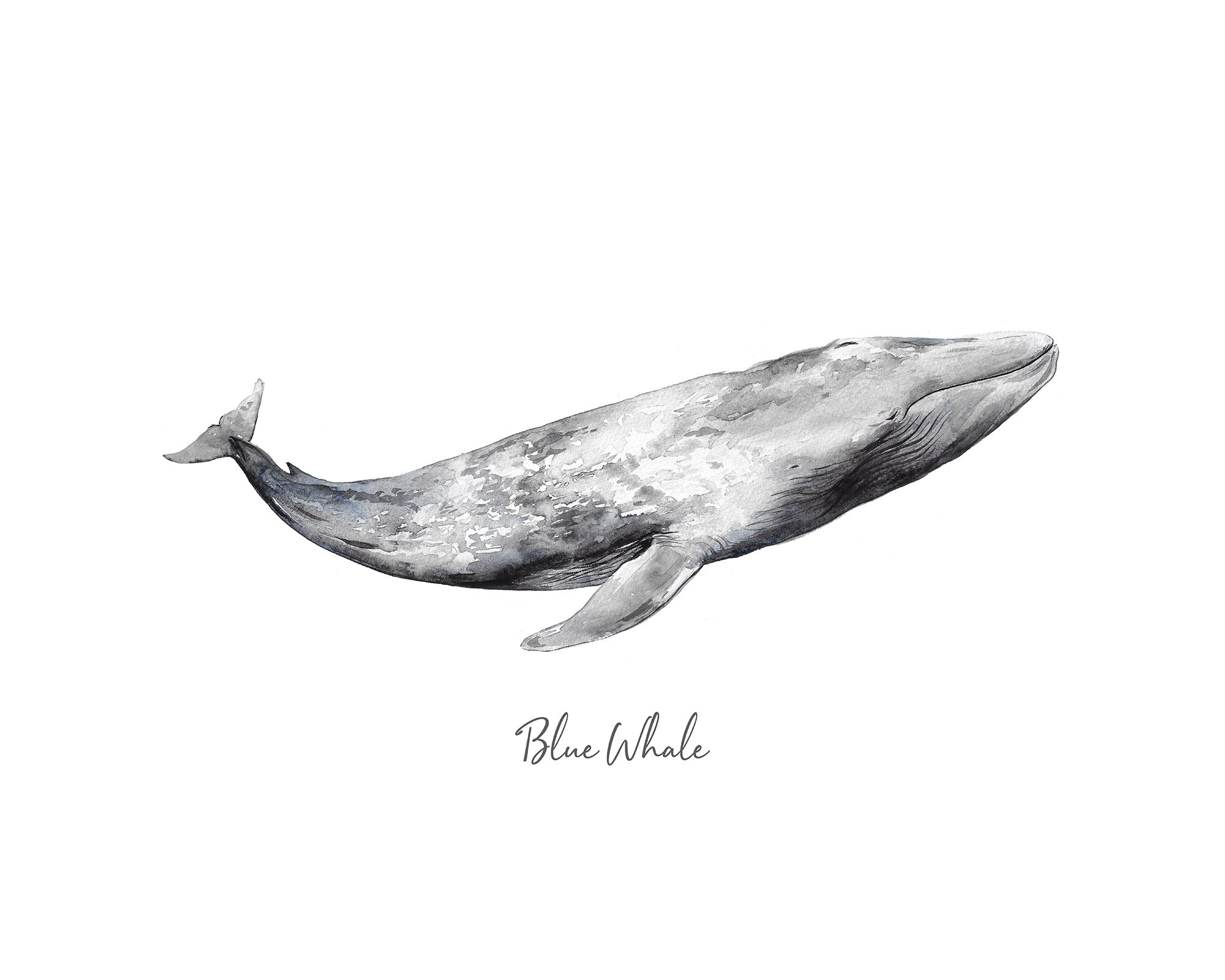 Blue Whale Art Print