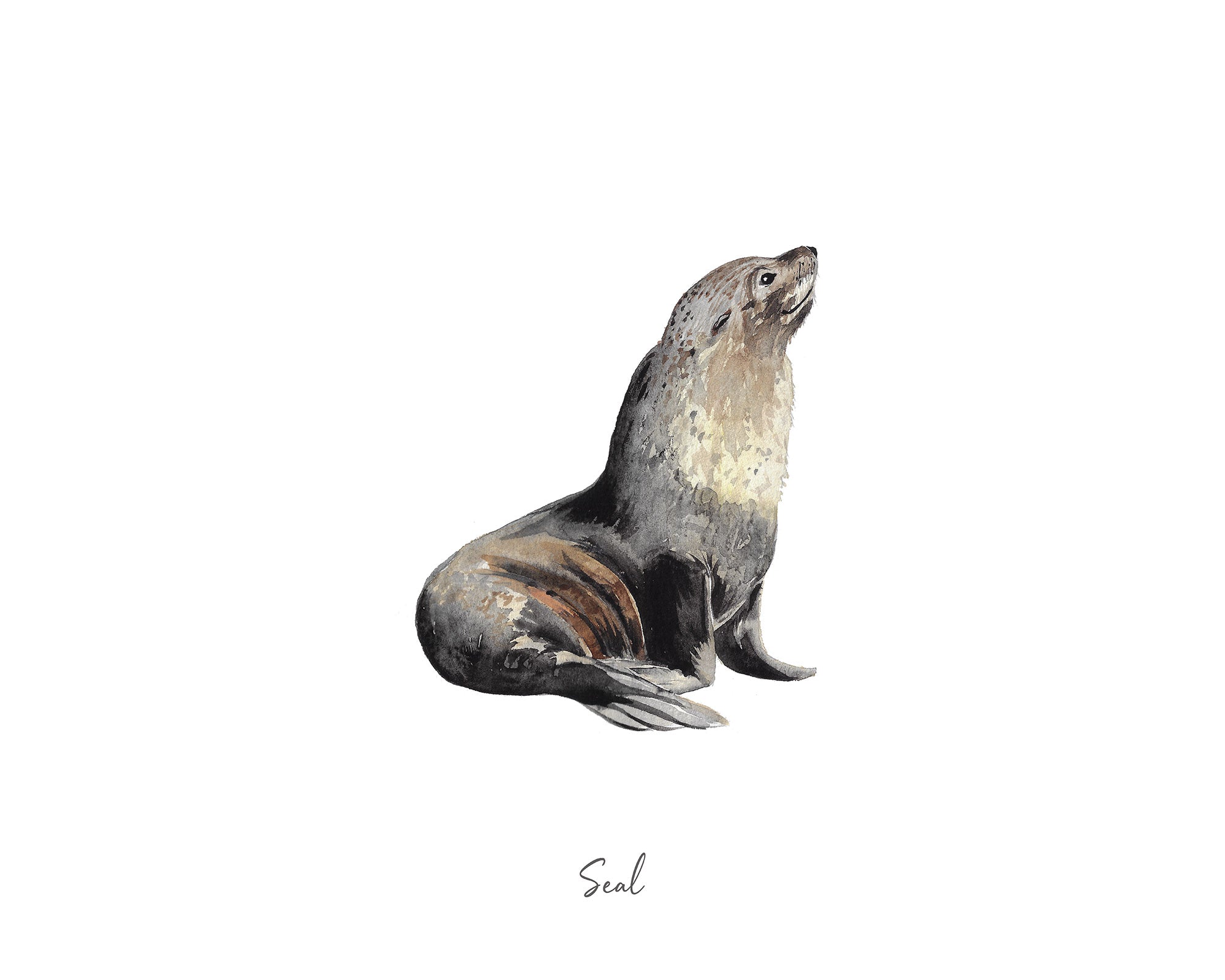 Seal Art Print